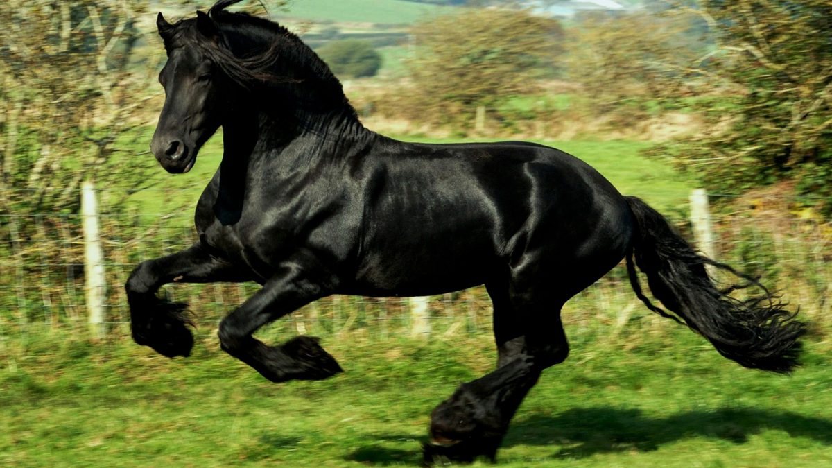 ¿Cuál ha sido el caballo más caro del mundo